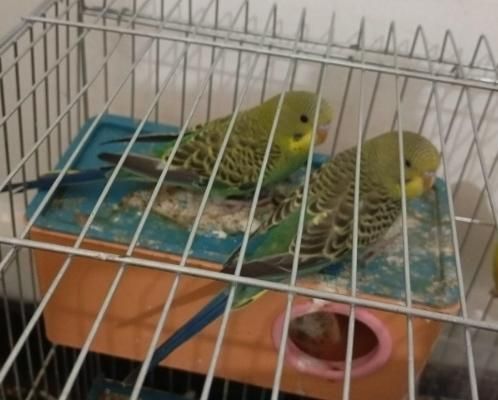 مرغ عشق|پرنده|خورموج, |دیوار