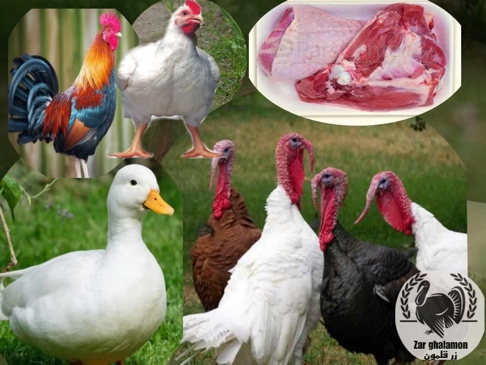 بوقلمون زنده گوشت ضد سرطان ارگانیک مرغ زنده گوشتی|حیوانات مزرعه|قم, شهدا|دیوار