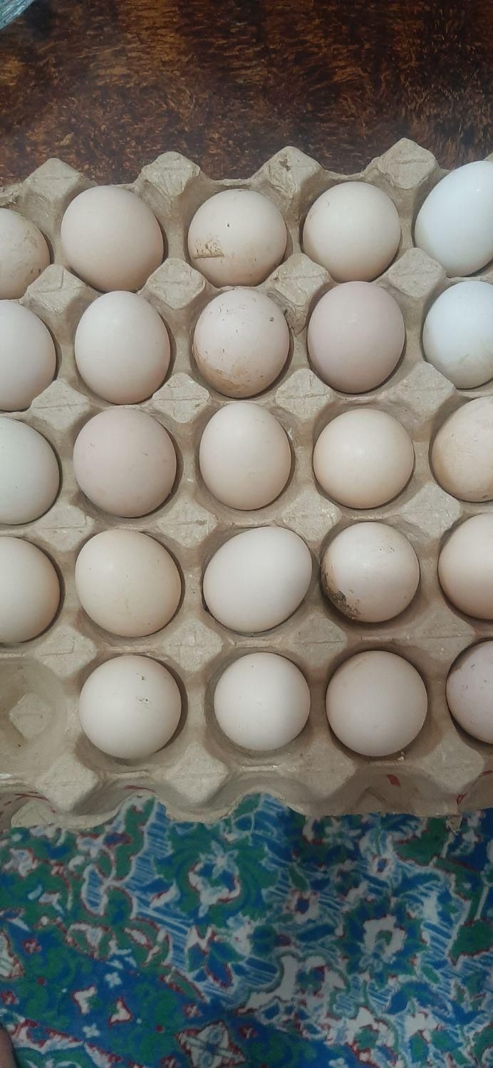 تخم مرغ لاری|حیوانات مزرعه|مرودشت, گندم‎|دیوار