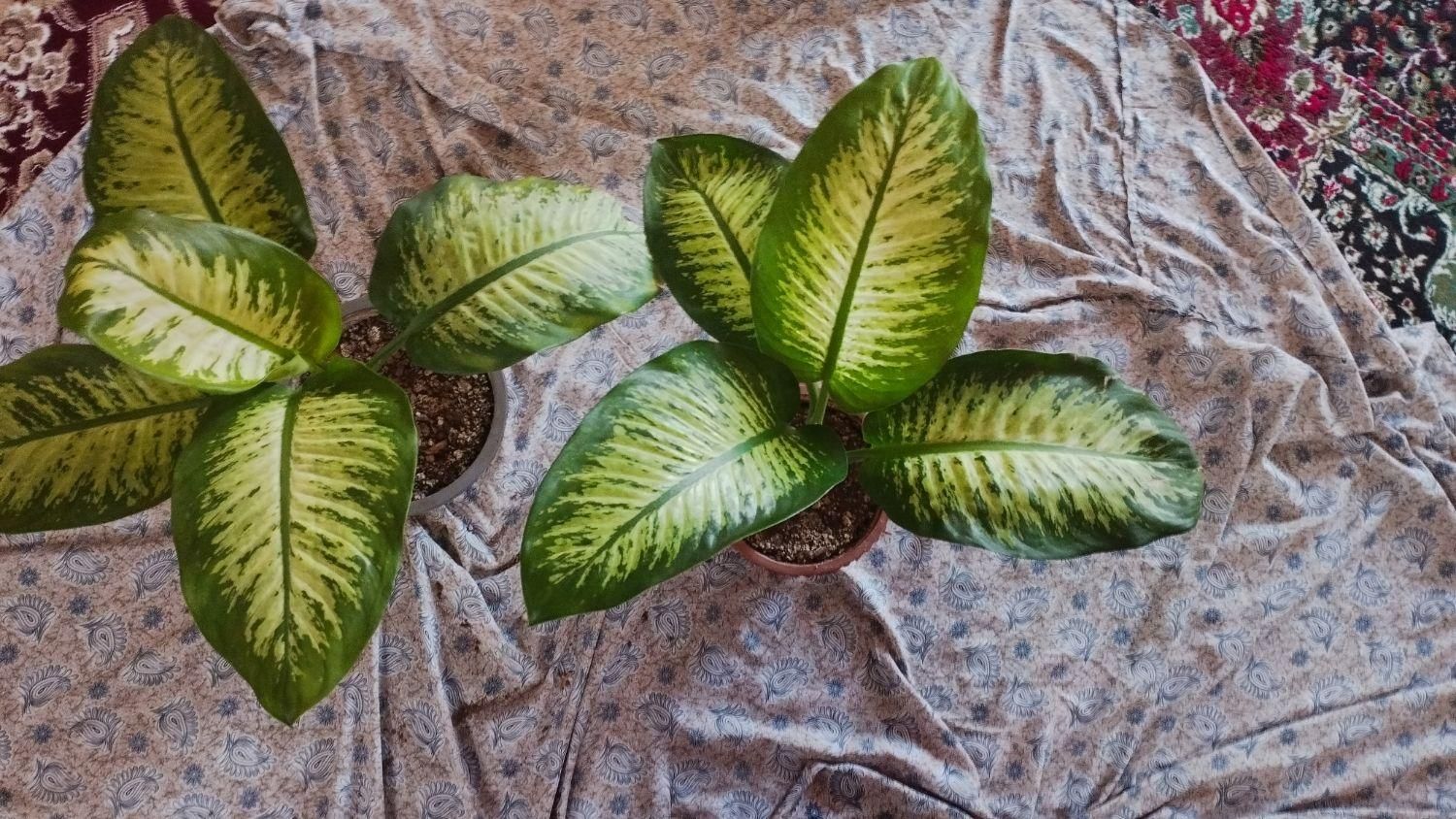 گل دیفن باخیا|گل و گیاه طبیعی|اهر, |دیوار