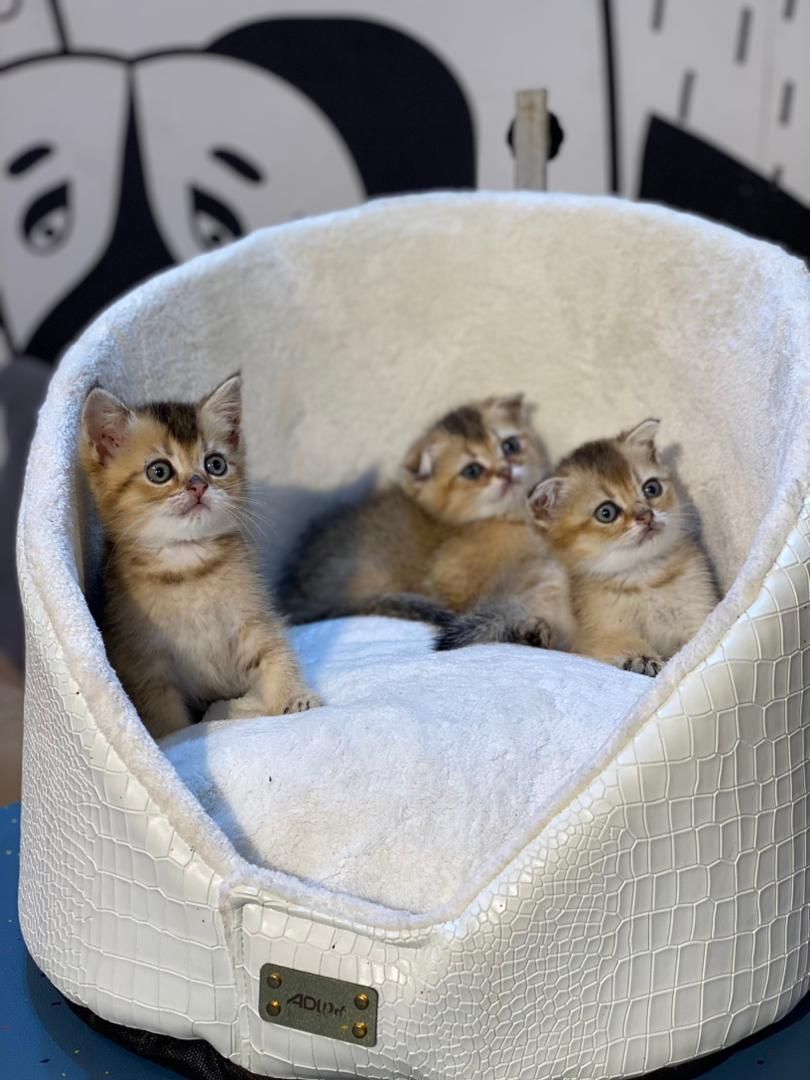 بچه گربه های اشرافی ( iran cats)|گربه|رشت, گلباغ نماز|دیوار