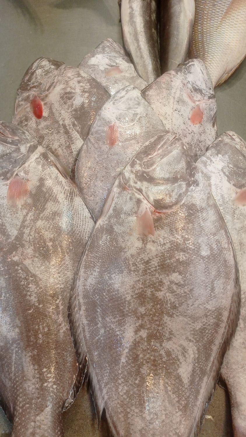 سلام ماهی فروش کنگانی|ماهی|بندر ماهشهر, |دیوار