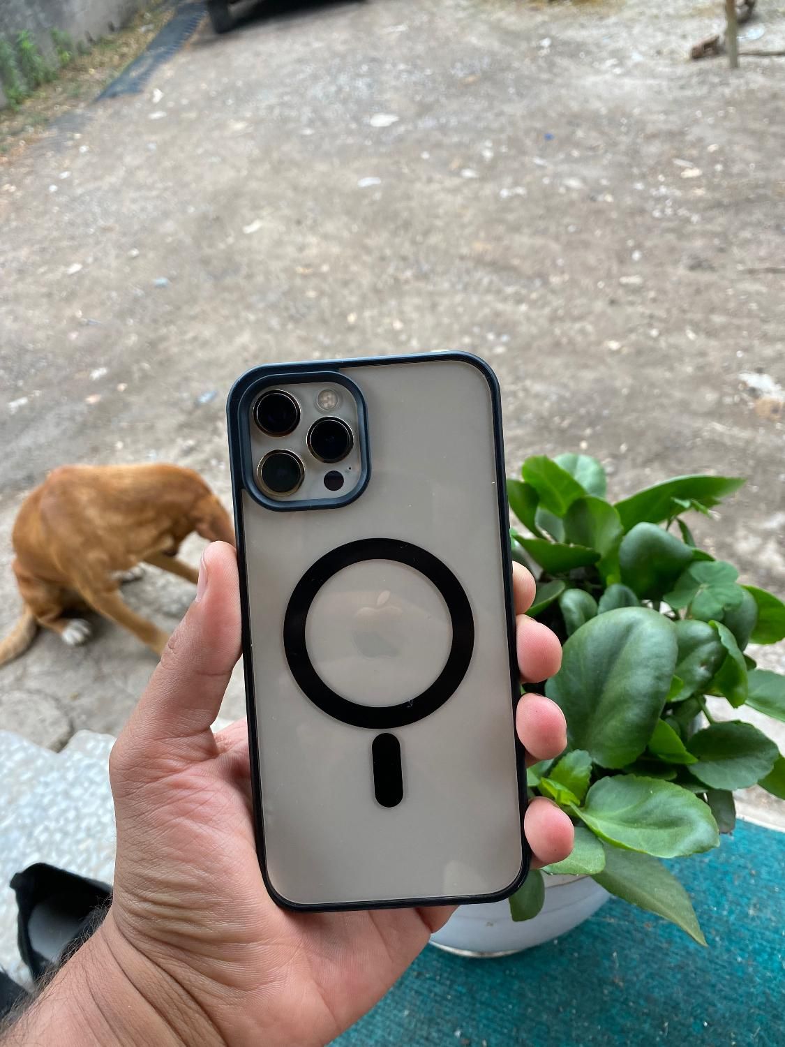 Iphone 12 pro max 256|موبایل|رشت, پل تالشان|دیوار