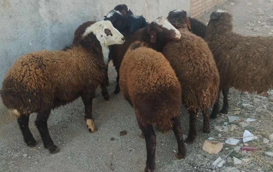 گوسفند داشتی بز بزغاله بره نر و ماده|حیوانات مزرعه|قزوین, |دیوار