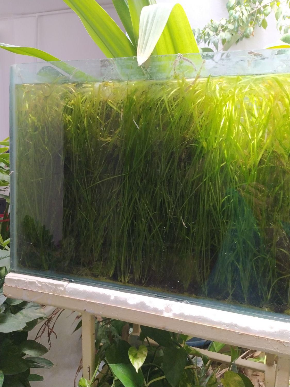 گیاه گندومی|ماهی|اصفهان, قهاب جنوبی|دیوار
