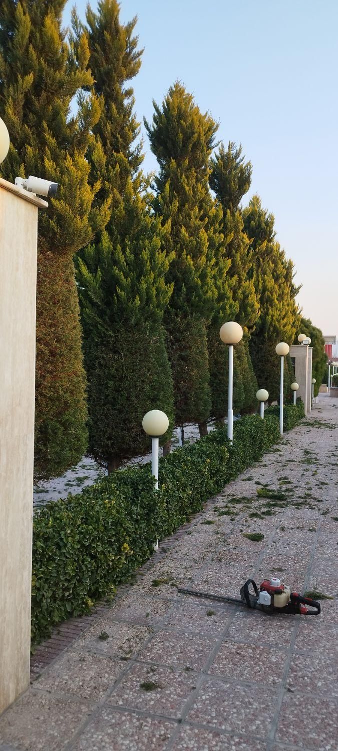 هرس کاری درختان سرو .لافسون .شمشاد باغ وویلا|خدمات باغبانی و درختکاری|مبارکه, |دیوار