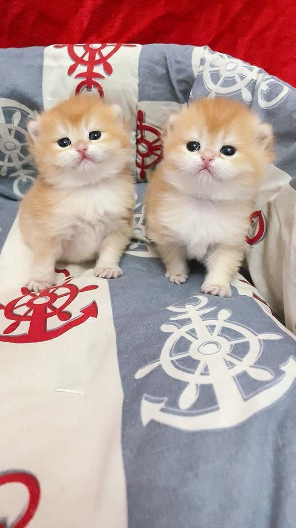 بچه گربه های اصیل و نایس( ایران کتز)|گربه|اصفهان, احمدآباد|دیوار