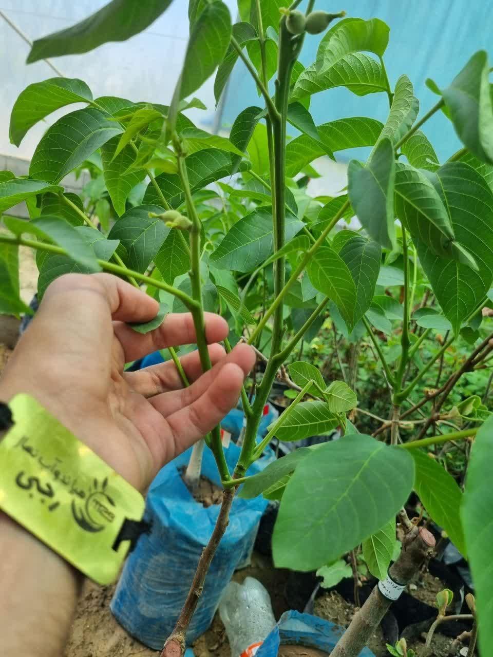 تولید و عرضه نهال گلدانی هلو کاردی|خدمات باغبانی و درختکاری|گرمی, |دیوار