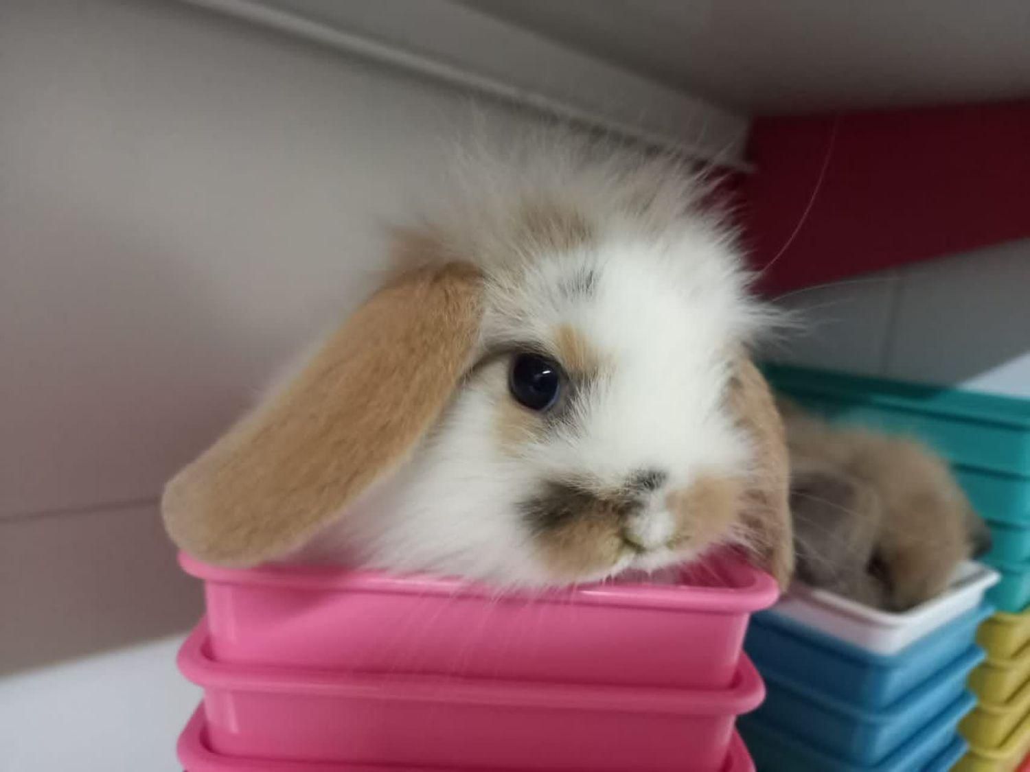 همستر مینیاتوری کمپل سوری بندانگشتی ووسایل بازی|موش و خرگوش|اصفهان, همدانیان|دیوار