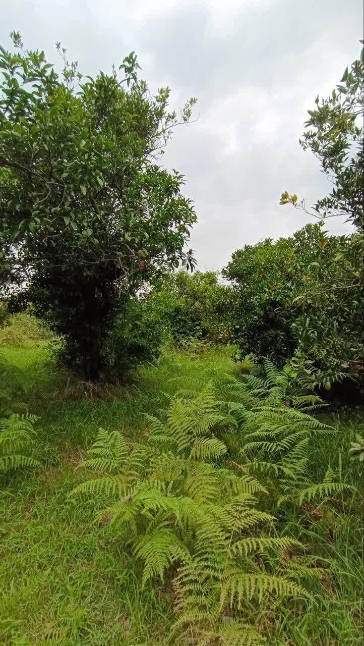 ۲۷۰ متر زمین بافت مسکونی بزچفت بابلکنار|فروش زمین و ملک کلنگی|بابل, |دیوار