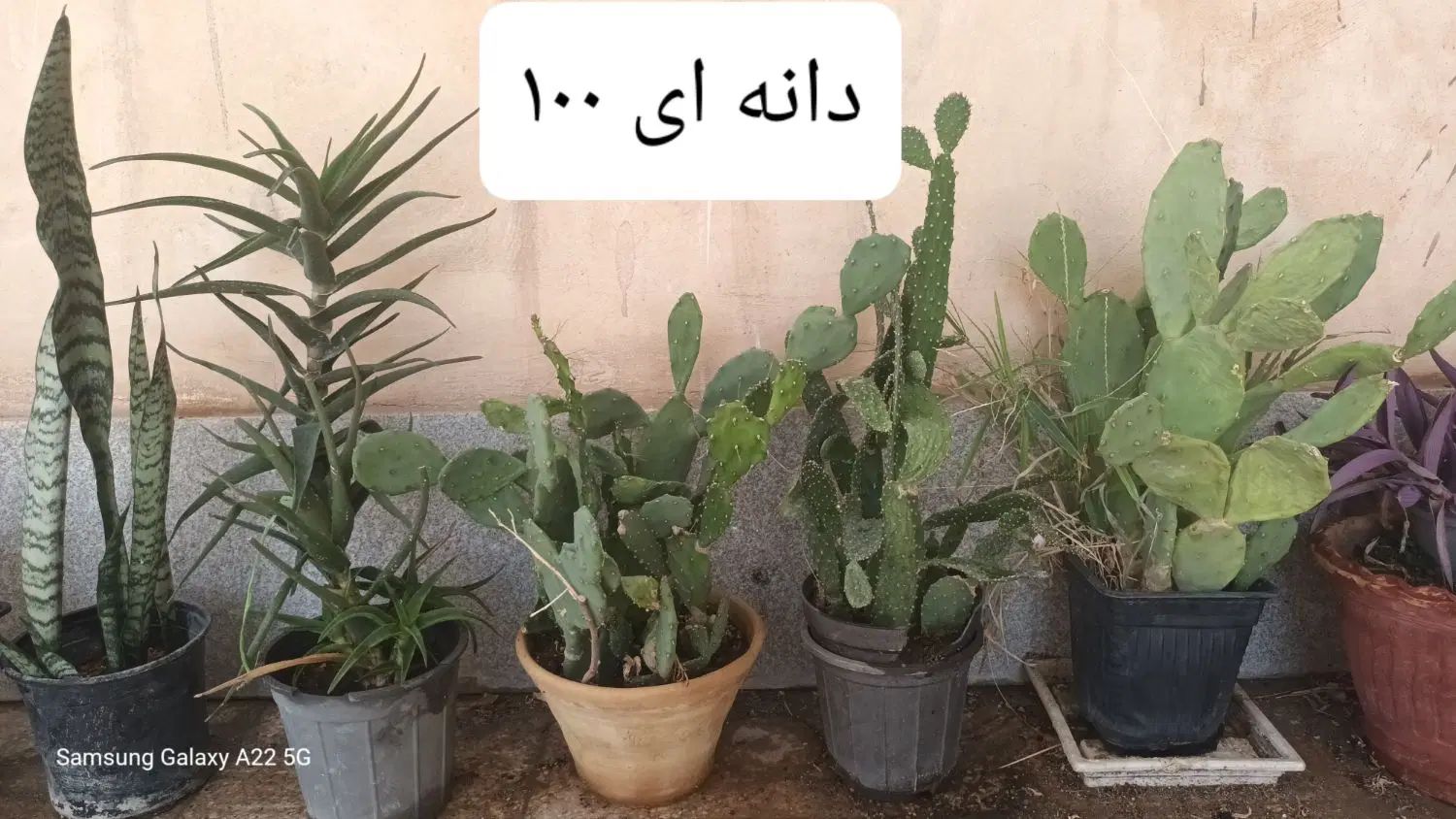 حراج گیاهان اپارتمانی|گل و گیاه طبیعی|مشهد, سرافرازان|دیوار