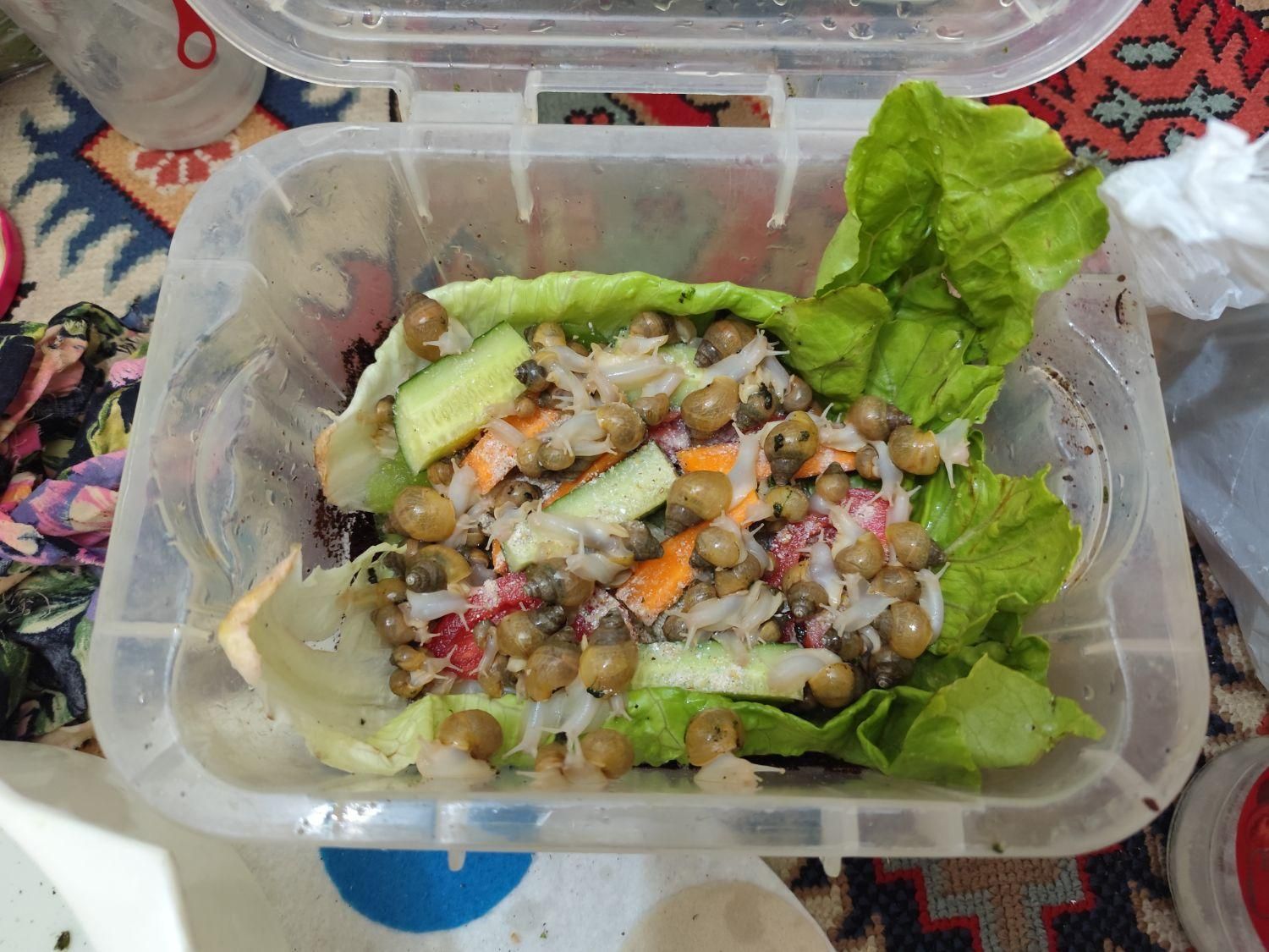 حلزون|خزنده|شیراز, بازار|دیوار