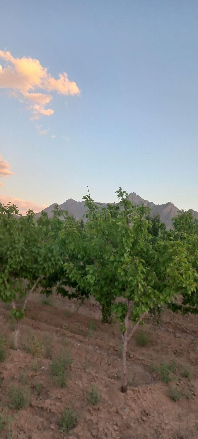 باغ خانه ویلا روستای زواریان املاک معصومی|فروش خانه و ویلا|قم, هفت تیر|دیوار