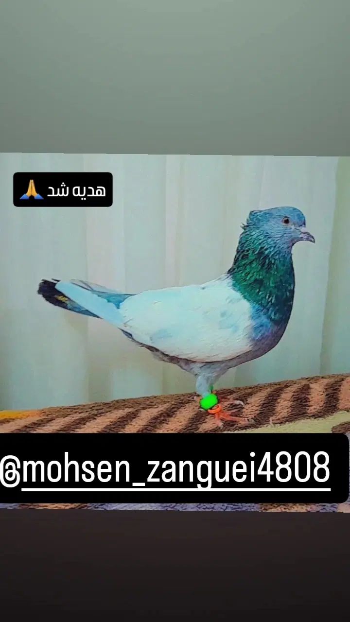 کفتر انگشتر|پرنده|مشهد, شهرک امام هادی (شهرک غرب)|دیوار