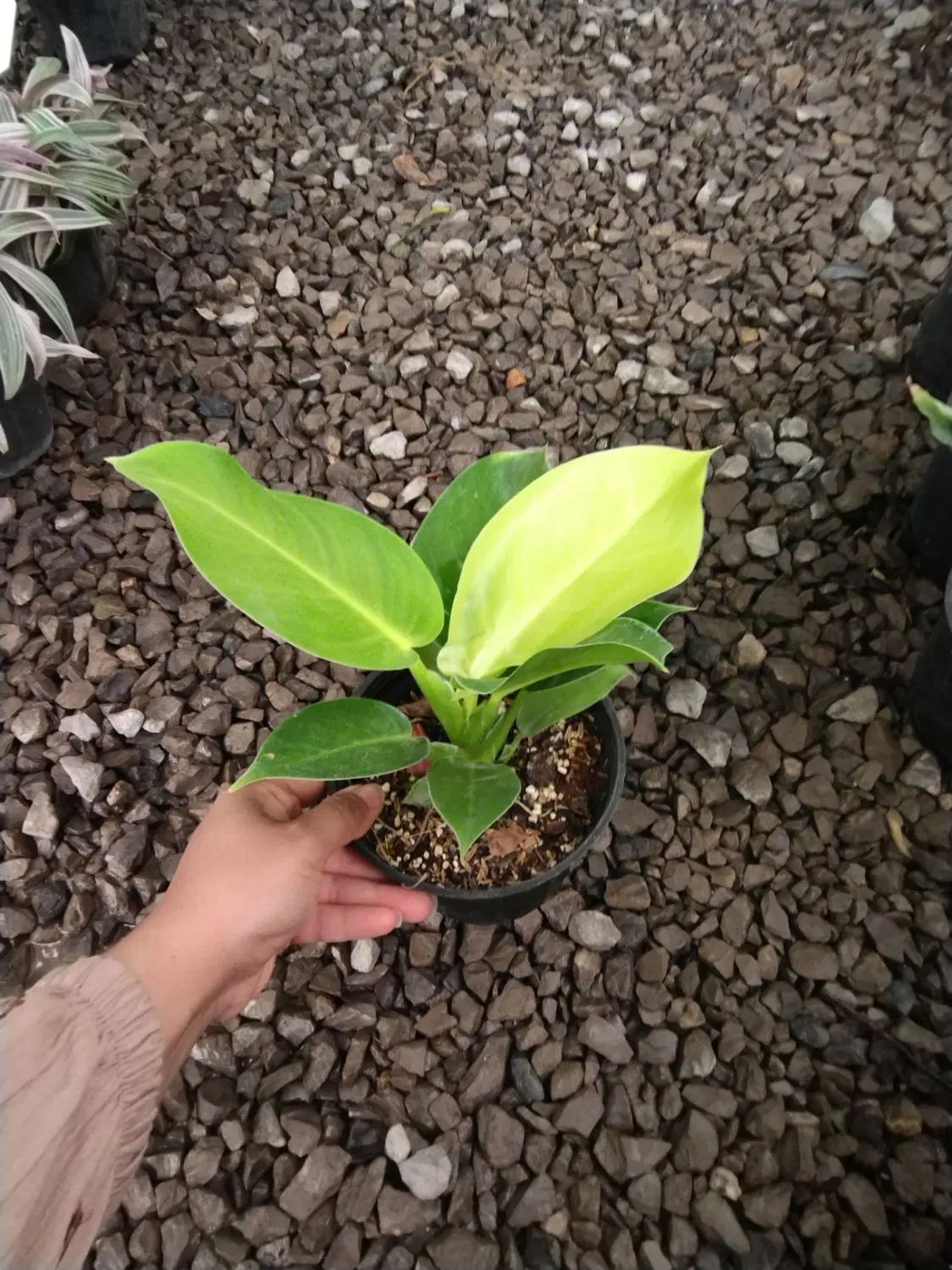۷مدل فیلودندرون برکین بلک رشته ای کنگره چماقی|گل و گیاه طبیعی|مرودشت, استادیوم‎|دیوار