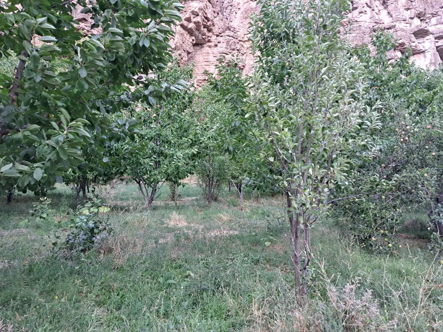 باغ فروشی در سد کارده دره ال ۱۵۰۰ متری|فروش خانه و ویلا|مشهد, کارده|دیوار
