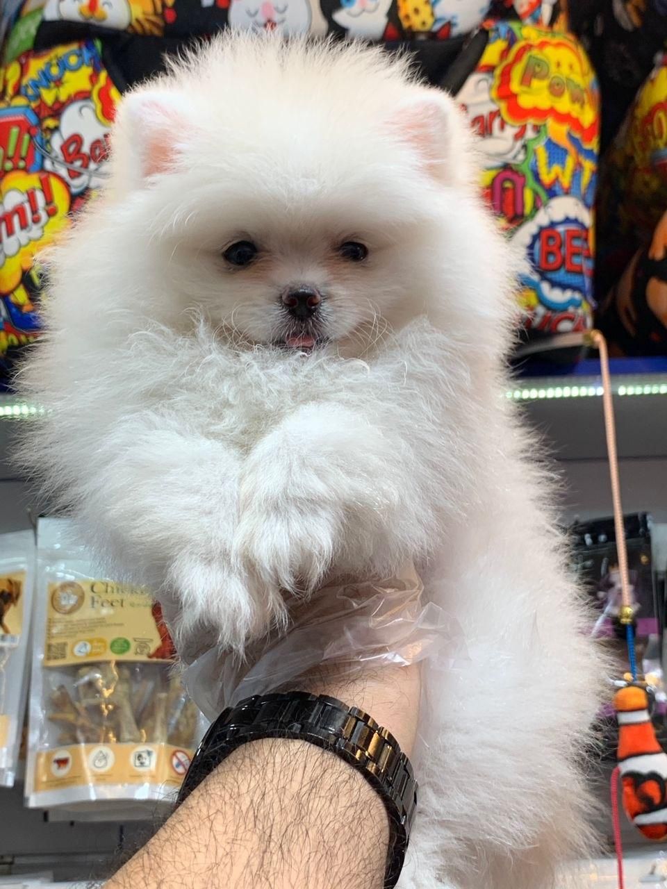 پامرانین خرسی سایز صفر|سگ|رشت, لاکانی|دیوار