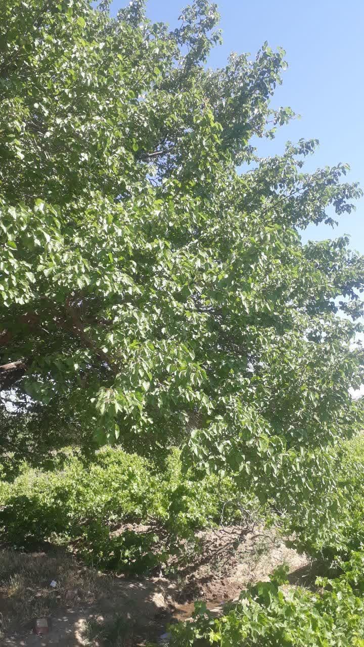 باغ انگور کنار جاده اصلی|فروش زمین و ملک کلنگی|ملایر, |دیوار