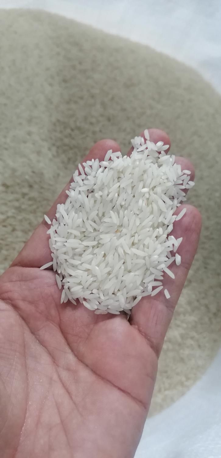 برنج طارم هاشمی معطر/تازه برداشت و تضمینی|خوردنی و آشامیدنی|آمل, |دیوار
