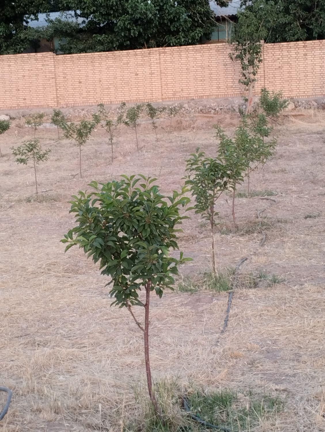 باغ ویلا دشت|فروش خانه و ویلا|نیشابور, فضل|دیوار