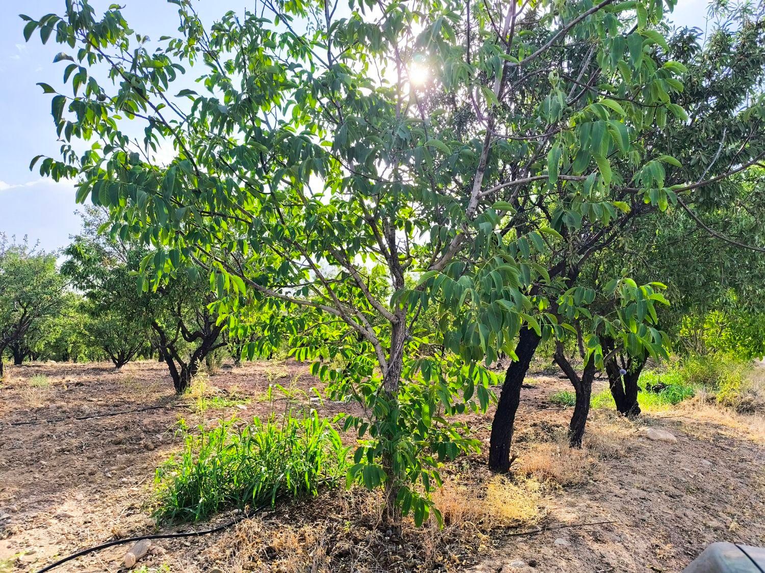 هزارمتر زمین|فروش زمین و ملک کلنگی|شاهین‌شهر, فردوسی|دیوار