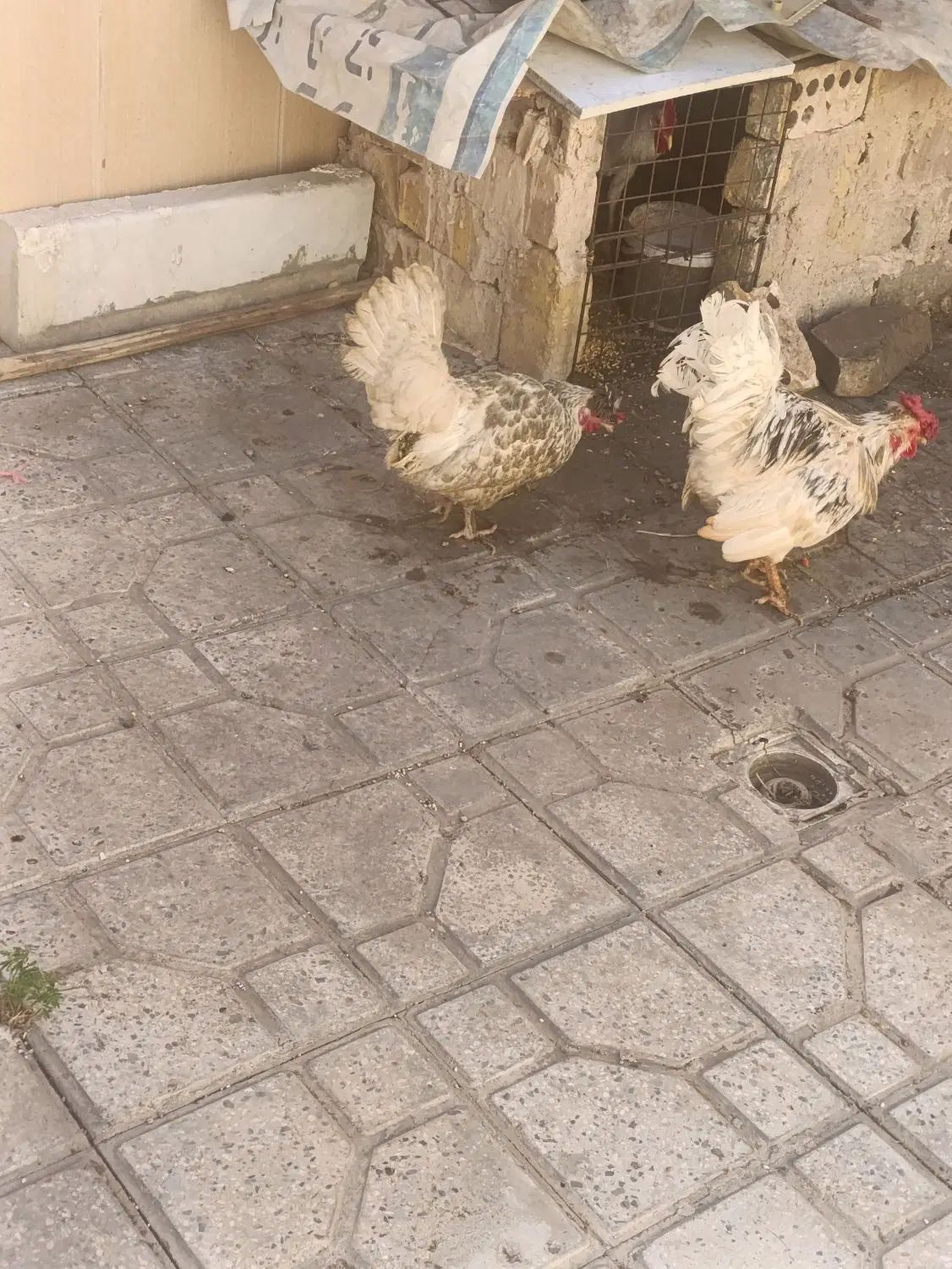 یه عدد خروس چهل تاج ویک مرغ از نژاد خوب|حیوانات مزرعه|اصفهان, شهرستان|دیوار