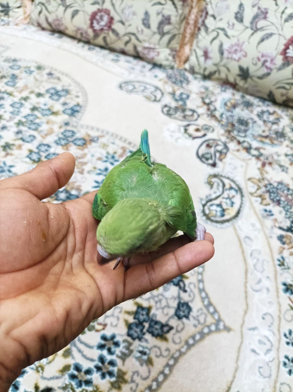 جوجه طوطی ملنگو سرلاکی|پرنده|میناب, |دیوار