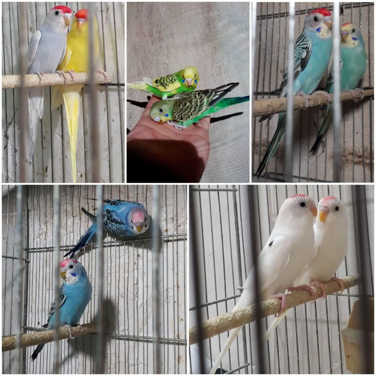 مرغ عشق و طوطی کوتوله و تخم کبوتر|پرنده|قم, دروازه کاشان|دیوار