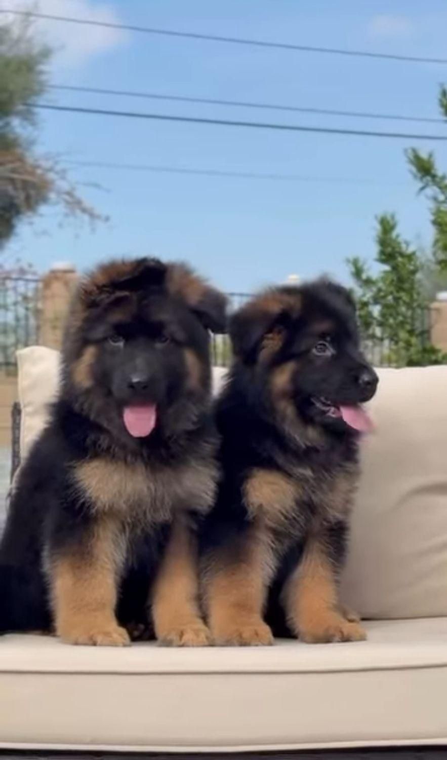توله دو ماهه شولاین کیفیت A+ ،سگ German shepherd|سگ|تهران, ارم|دیوار