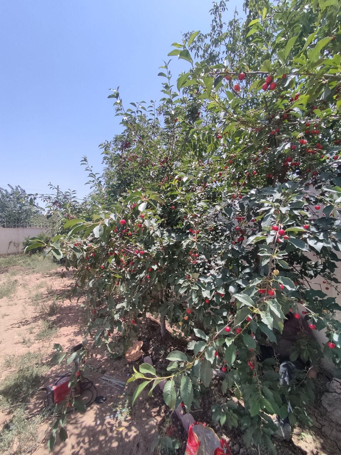 باغچه شهرکی/سندتکبرگ/آب برق گازکنتور/کردان سهیلیه|فروش زمین و ملک کلنگی|کرج, فاز ۲ مهرشهر|دیوار