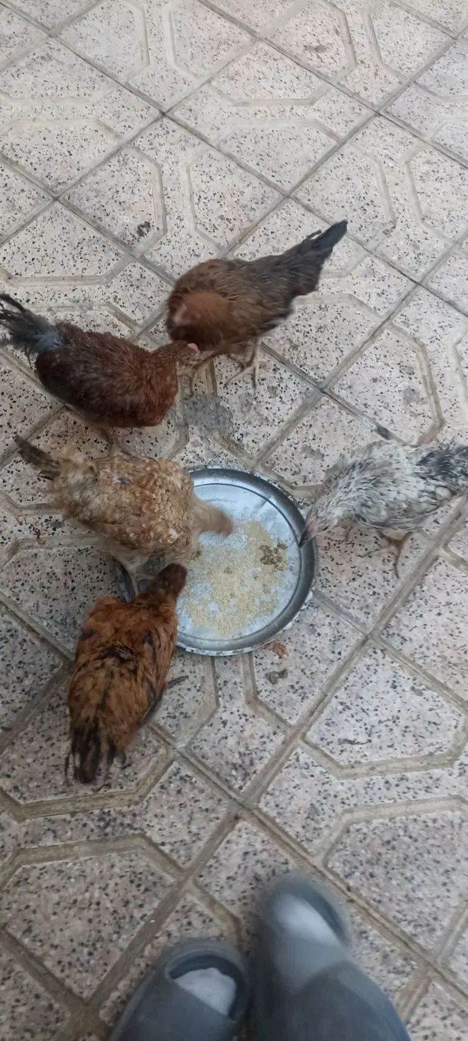 مرغ|حیوانات مزرعه|مشهد, طلاب|دیوار