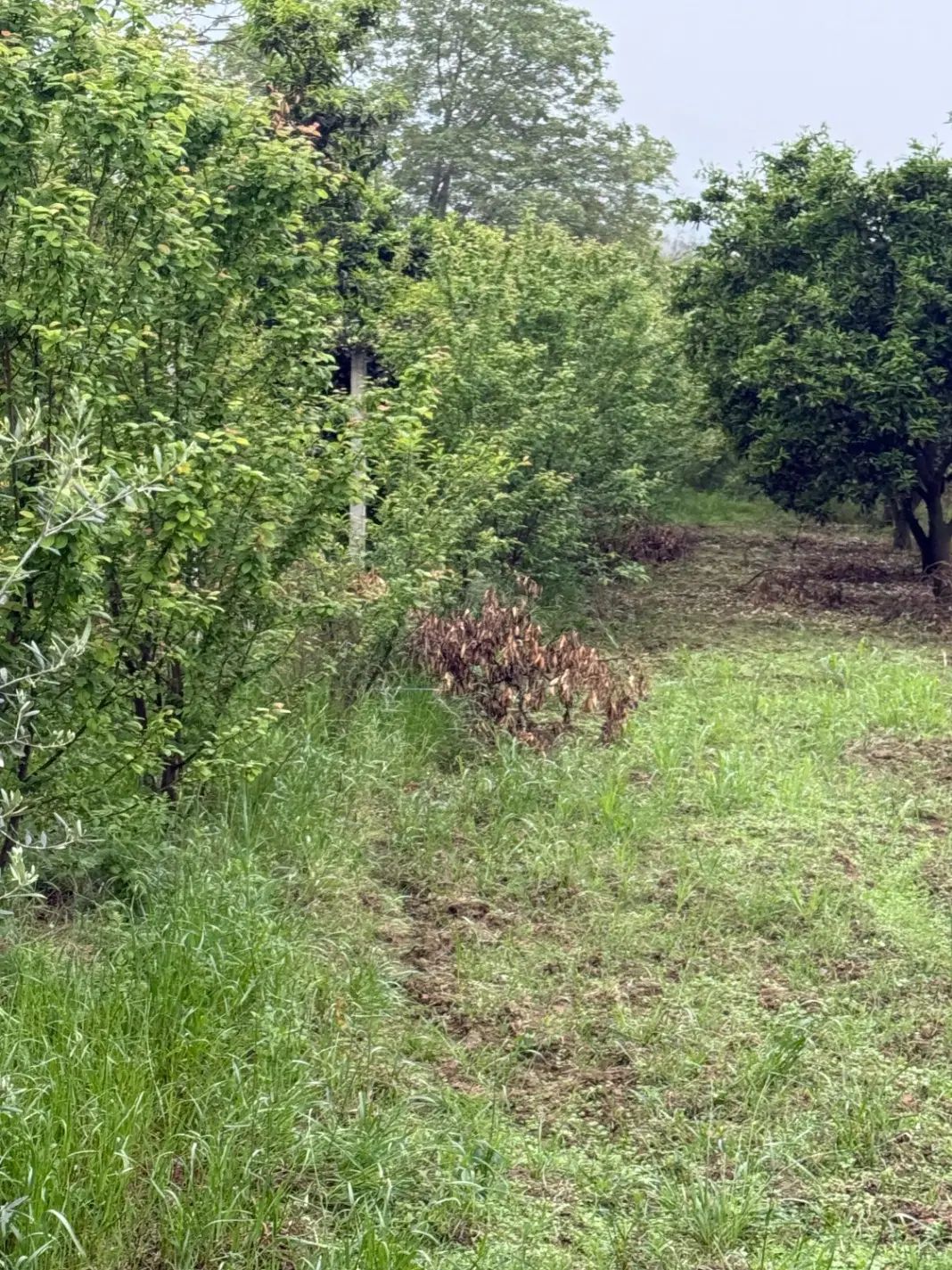 زمین،باغ پرتقال ۱۰۰۰متر روستای بالاجاده|فروش زمین و ملک کلنگی|کردکوی, |دیوار