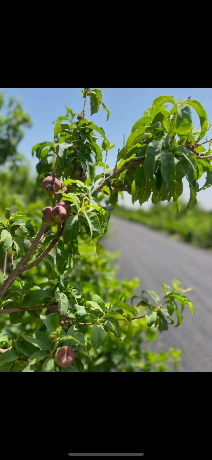 باغچه درختی قدیمی آب کشاورزی برق|فروش زمین و ملک کلنگی|شهریار, رنگرز|دیوار