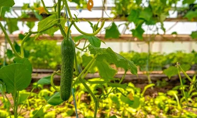 کارگر ساده برای گلخانه|استخدام صنعتی، فنی، مهندسی|اردبیل, |دیوار