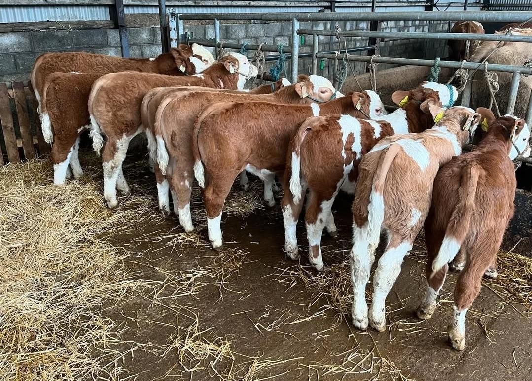 قطبه گوساله‌ سمینتال|حیوانات مزرعه|مرودشت, رودبال|دیوار