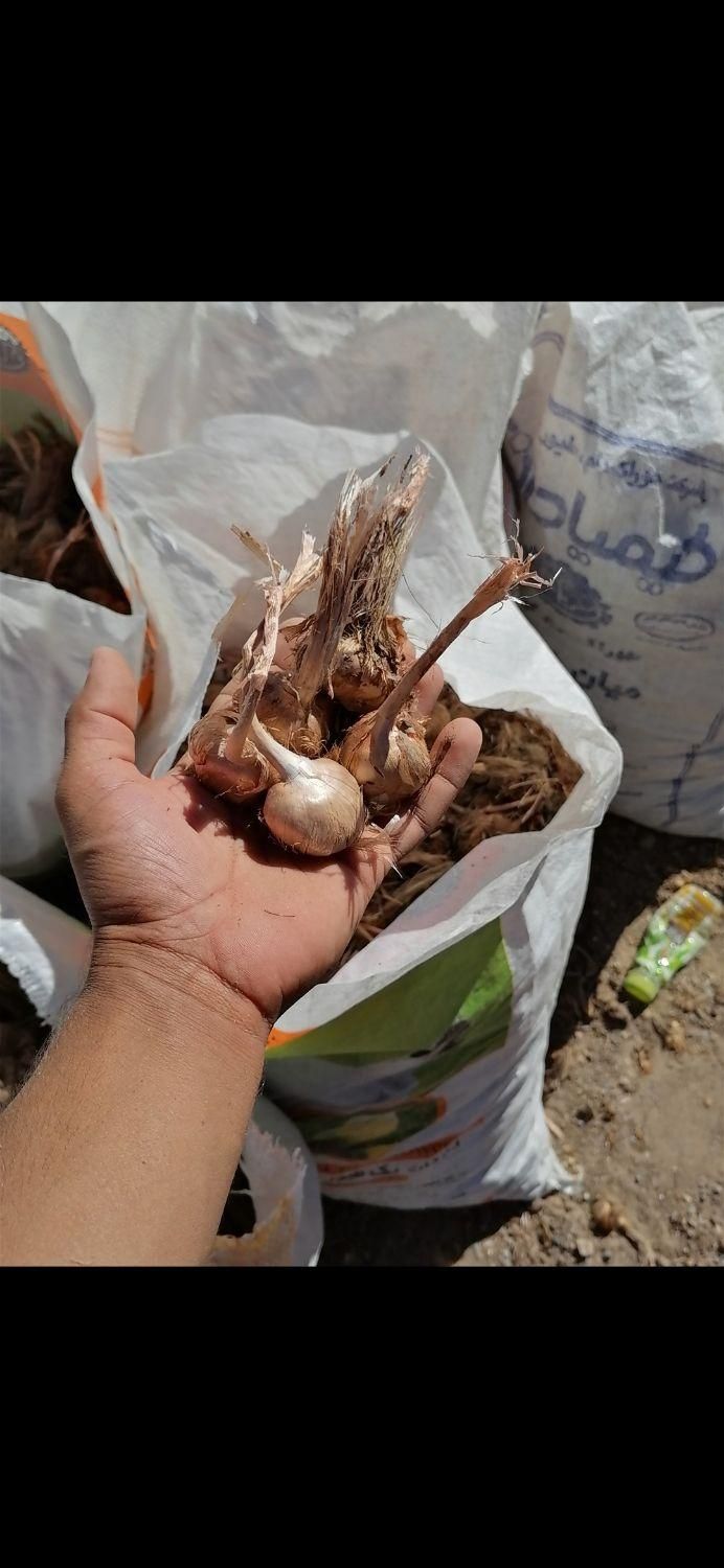 فروش پیاز زعفران زاوه قطب زعفران|عمدهفروشی|تربتحیدریه, شهرک ولیعصر|دیوار