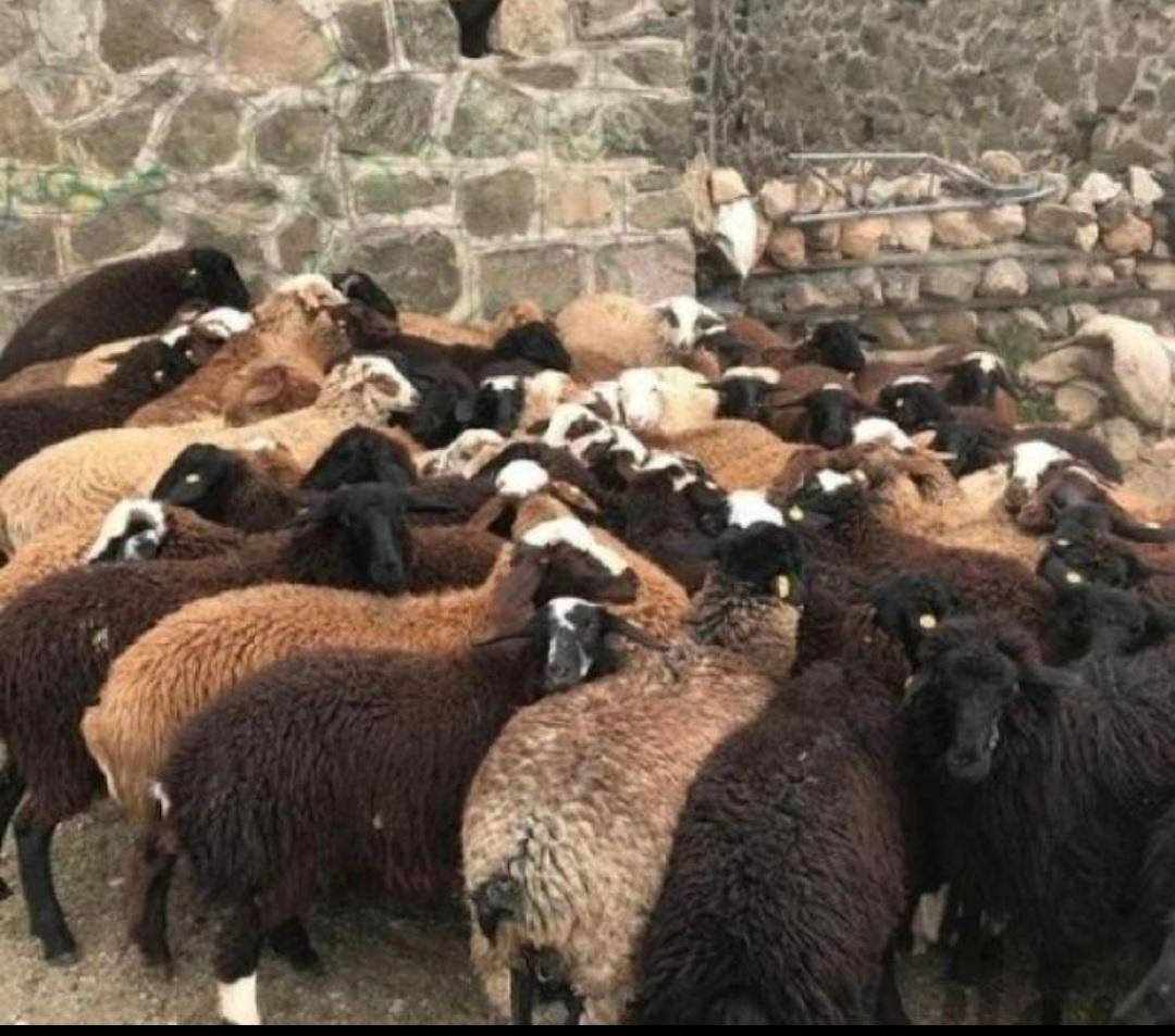 گوسفند زنده چراشده در مناطق کوهستانی و سرسبز|حیوانات مزرعه|تهران, گلستان (شهرک راه آهن)|دیوار