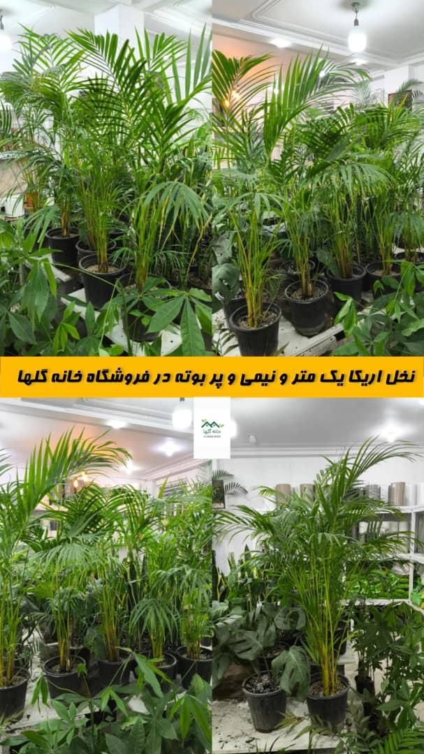 نخل اریکا یک متر ونیمی|گل و گیاه طبیعی|بندرعباس, |دیوار