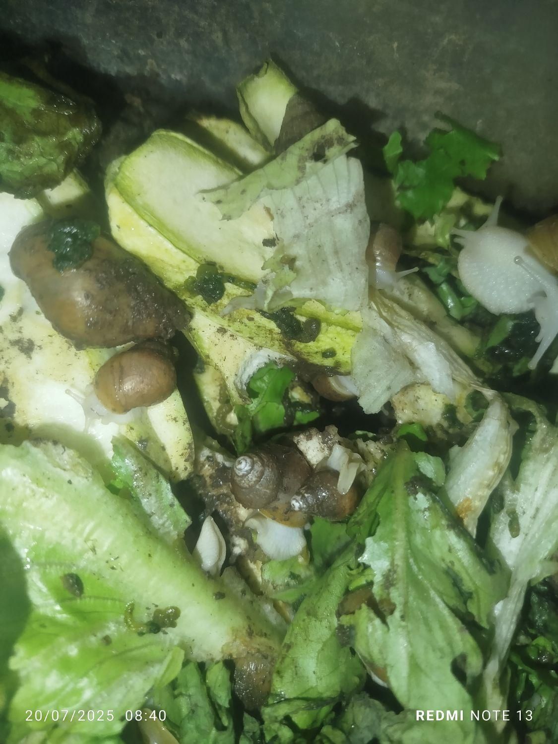 حلزون پرورشی 200تا300کوجک وبزرگ ریز درشت|خزنده|کرمان, |دیوار