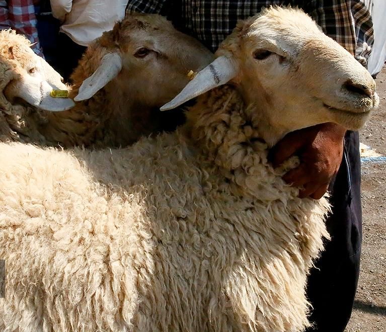 با۴۰٪کاهش قیمت گوسفند محرمی دریافت کنید|حیوانات مزرعه|مشهد, نوید|دیوار