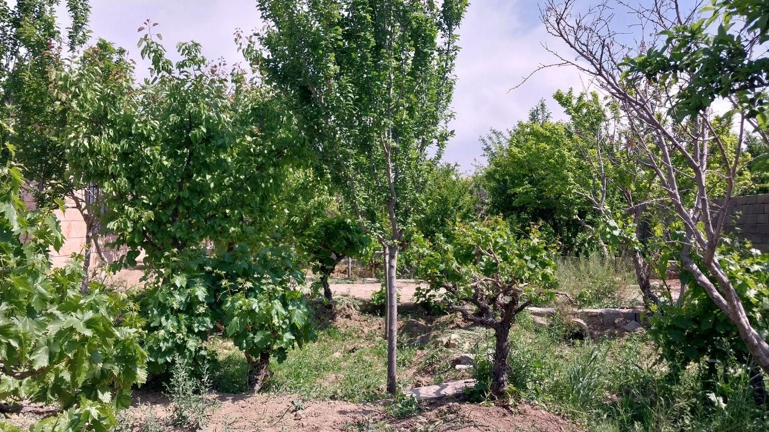 باغچه چهاردیواری ۲۷۰متری بابنای قدیمی|فروش خانه و ویلا|شهریار, |دیوار