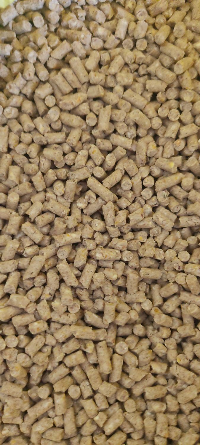 انواع کنسانتره و دان ذرت سویا بوقلمون مرغ بلدرچین|حیوانات مزرعه|بوکان, |دیوار