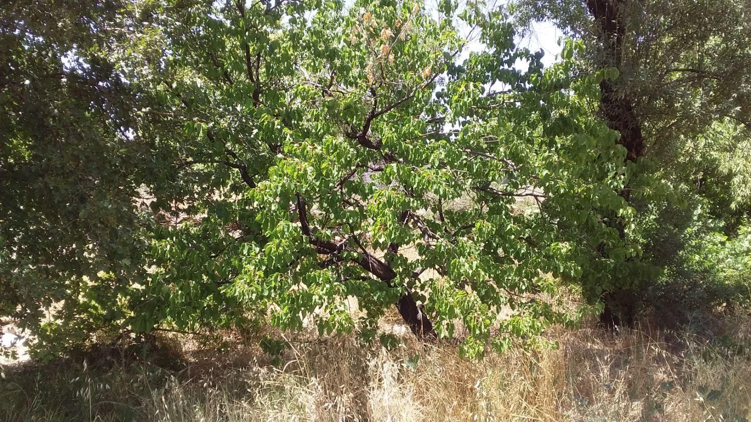 باغ در روستای هستیجان|فروش زمین و ملک کلنگی|دلیجان, |دیوار