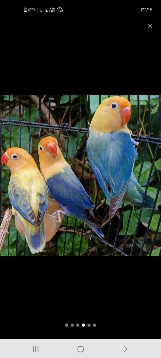 فروش طوطی  کوتوله دستی رنگ خاص|پرنده|نجف‌آباد, ولیعصر|دیوار