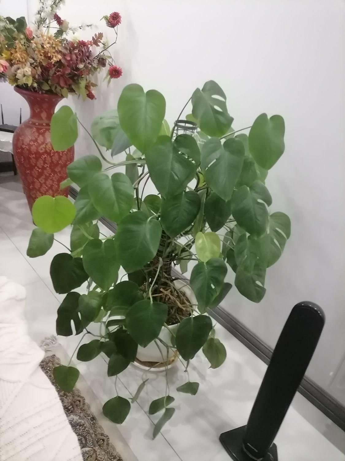 گلهای سر سبز وشاداب آپارتمانی|گل و گیاه طبیعی|شیراز, شهرک والفجر|دیوار