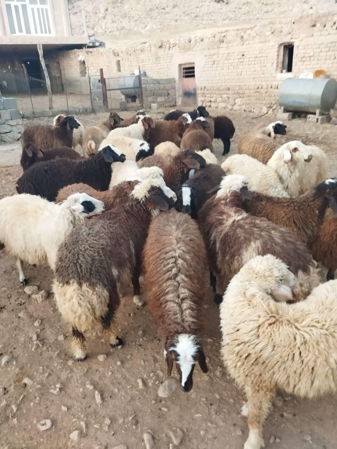 بره|حیوانات مزرعه|کرمانشاه, |دیوار