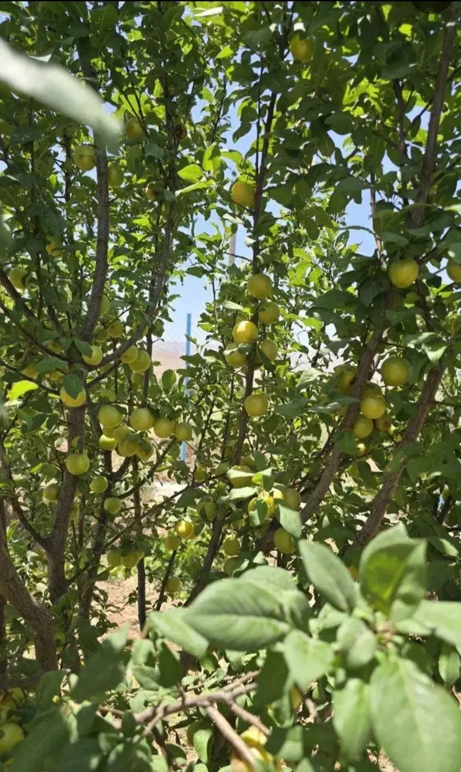 ۲۳۰۰ متر باغ جوان جاده یل آباد منطقه چلخچگان|فروش دفتر صنعتی، کشاورزی، تجاری|ساوه, |دیوار