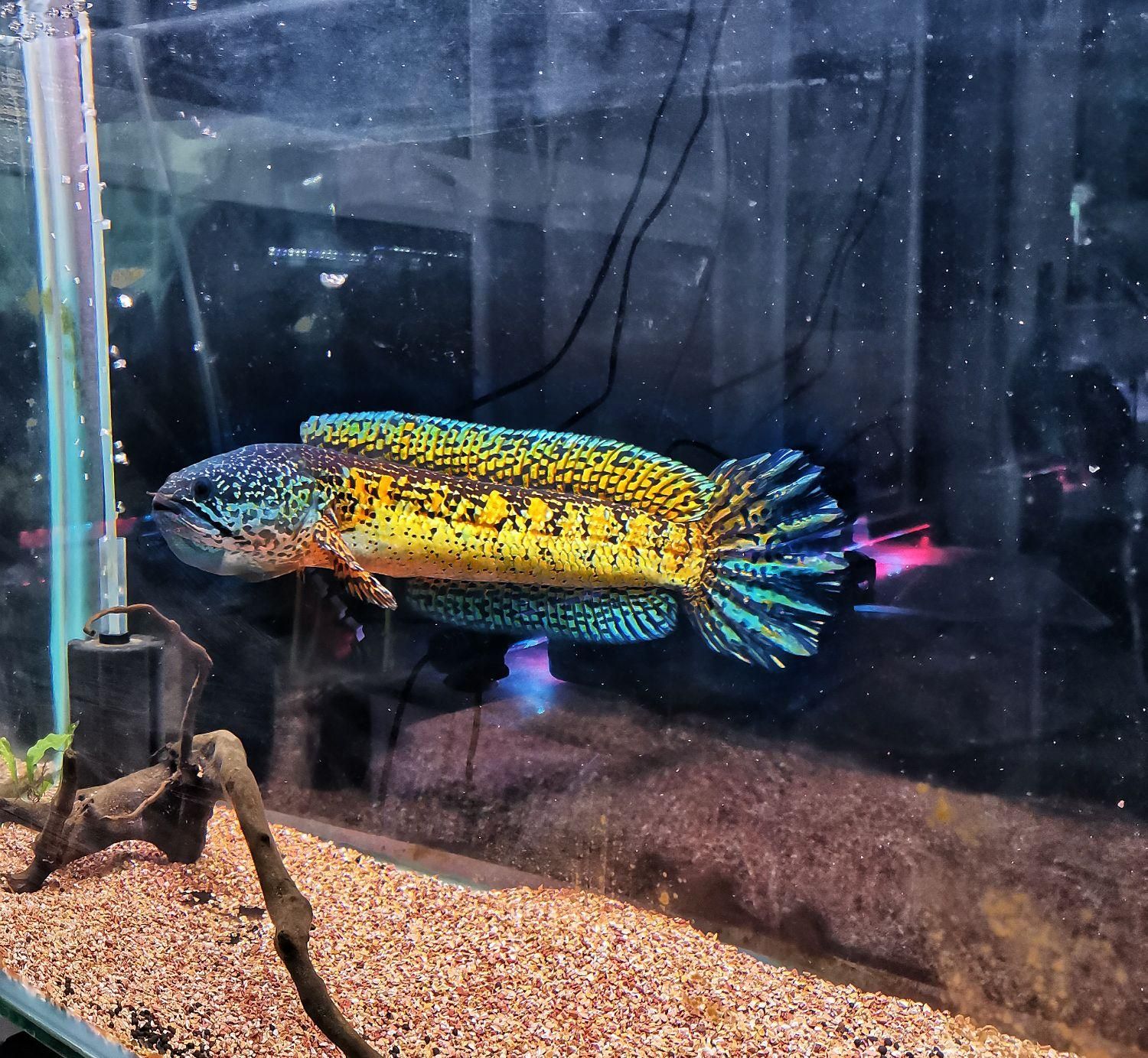 فروش انواع گونه های ماهی چانا و غذای مخصوص چانا|ماهی|شیراز, تندگویان|دیوار