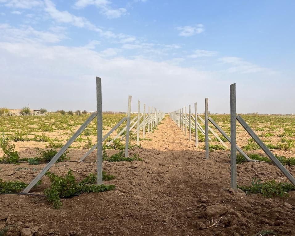 فنس پایه بتنی تیرچه داربستی داربست انگور توری|خدمات باغبانی و درختکاری|ساوه, |دیوار