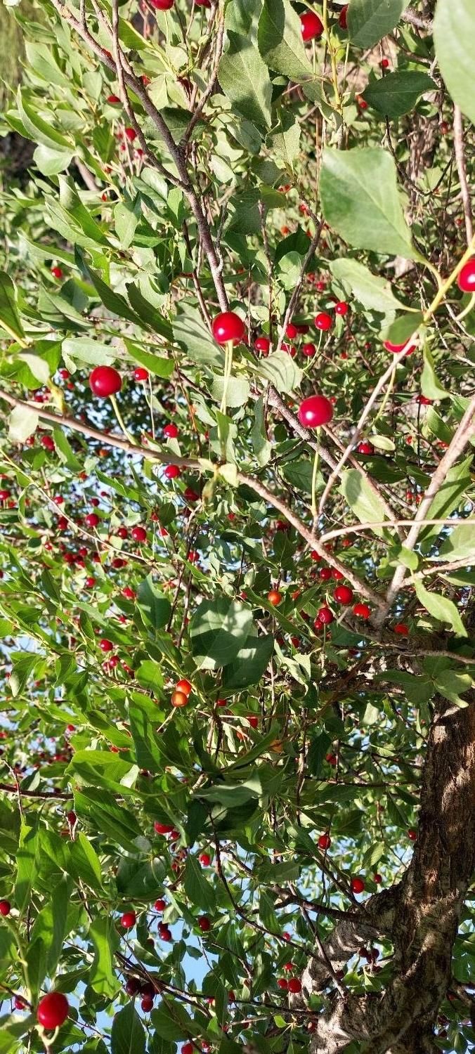 باغ انگور خسبیجان (مرکزی)|فروش دفتر صنعتی، کشاورزی، تجاری|زالیان, |دیوار